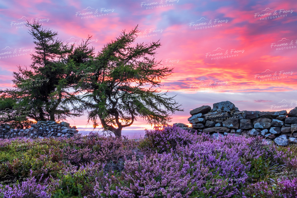 To buy a print or any of the below please click on the images